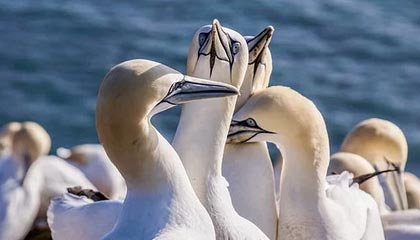 三亚伴游，定制QQ：3494206190微信：act1322